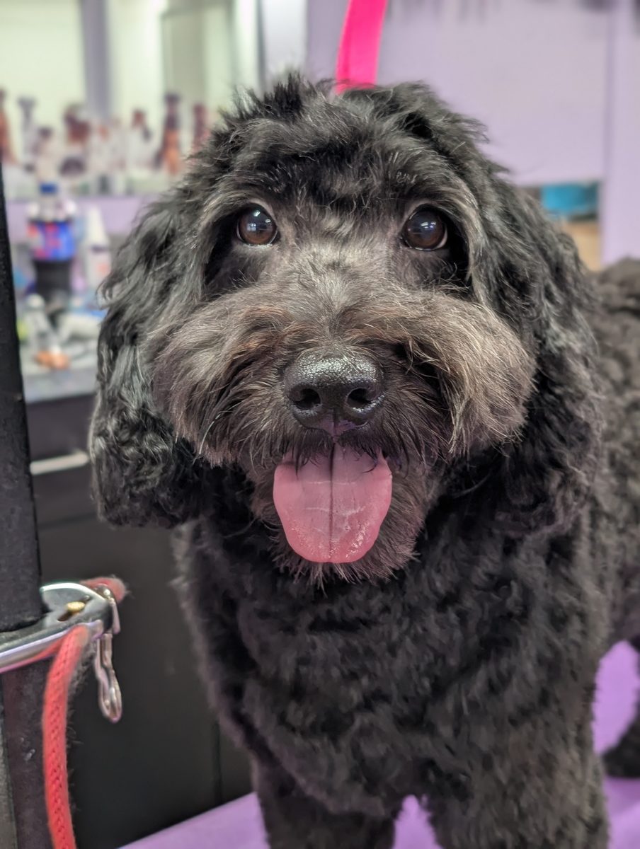 A black dog with a fresh trim at Soggie Doggie's grooming salon