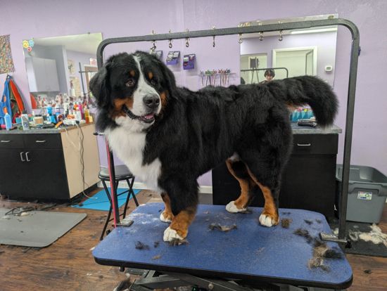 Bernese mountain dog standing on the salon grooming table