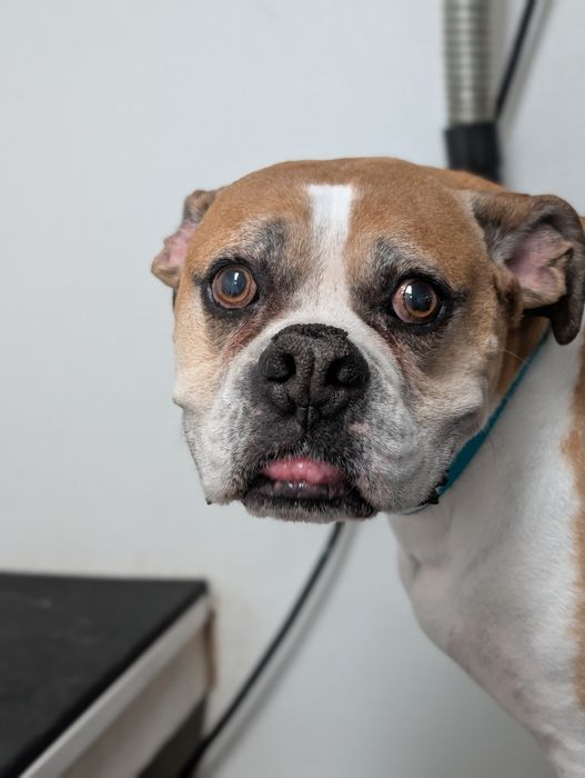 Boxer looking toward the camera inside the salon