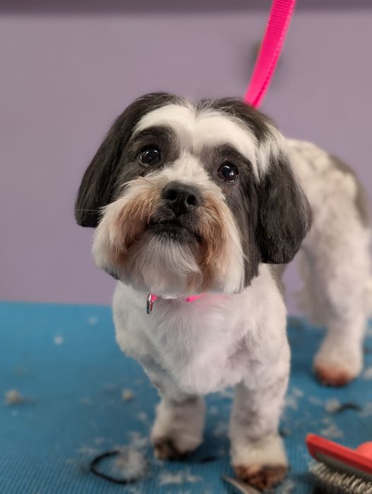Small black and white dog with a tidy coat on a blue grooming table