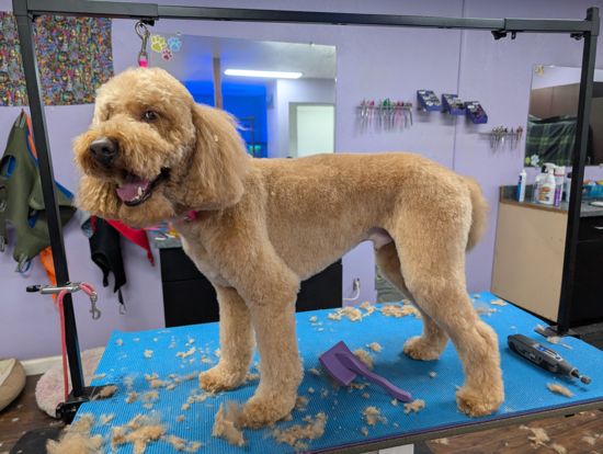 Golden curly-coated dog standing on a blue grooming table