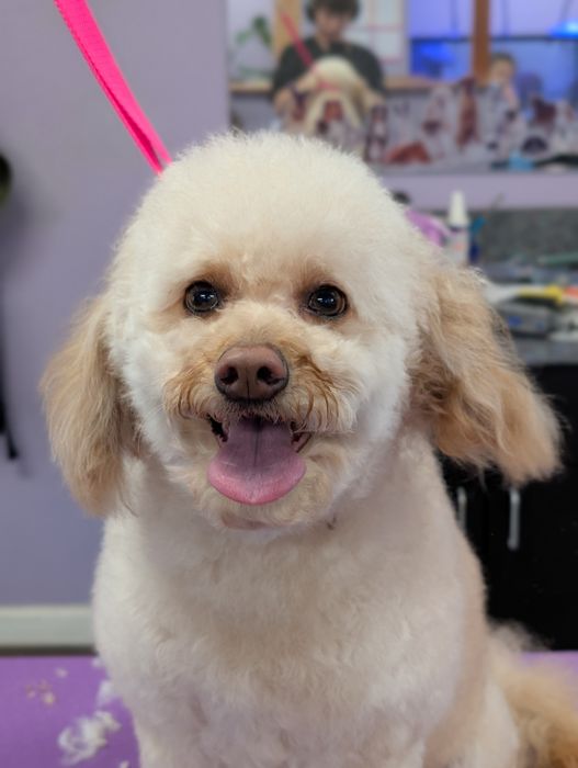 Small cream dog smiling on a purple grooming table after a trim