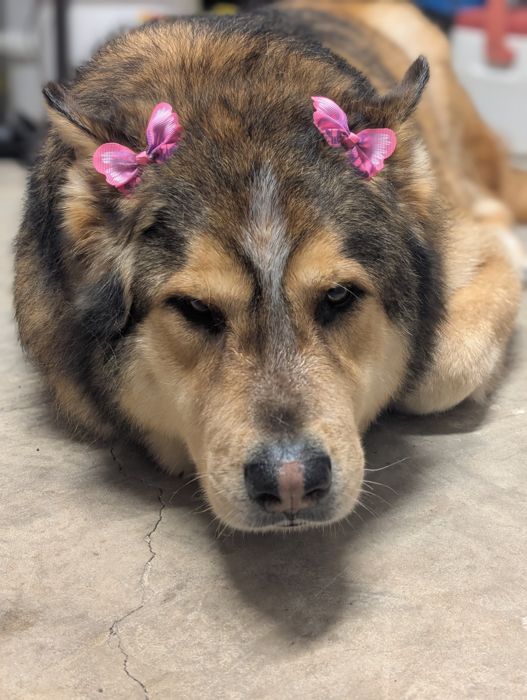 German shepherd with two pink bows resting in the salon