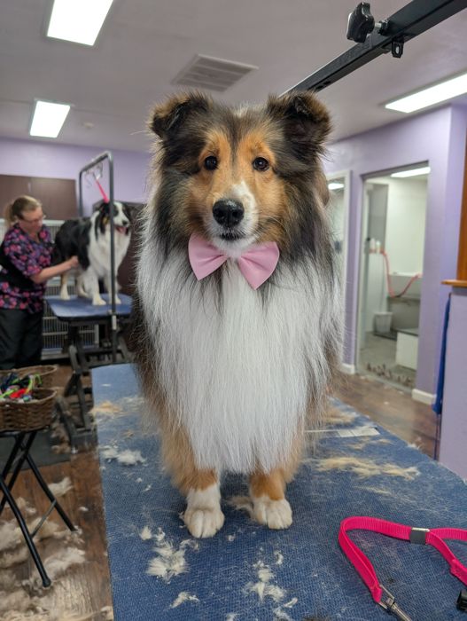 Shetland sheepdog with a brushed coat standing on the grooming table