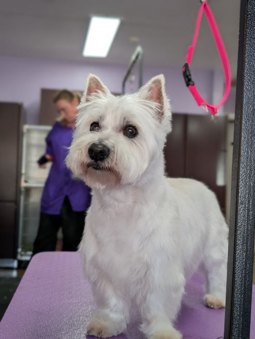 White terrier standing on a purple grooming table with a neatly trimmed coat