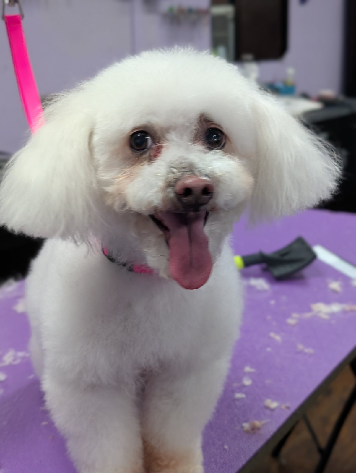 A freshly groomed, fluffy white dog smiling after a spa day at Soggie Doggie in Lake of the Pines