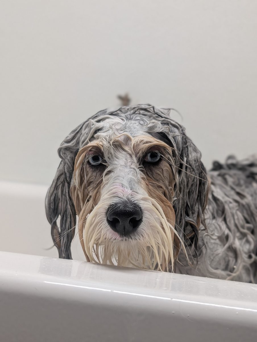 A wet dog being bathed in a clean self-wash tub at Soggie Doggie & Self-Wash